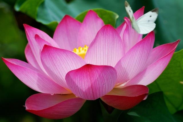 psychic readings Dallas